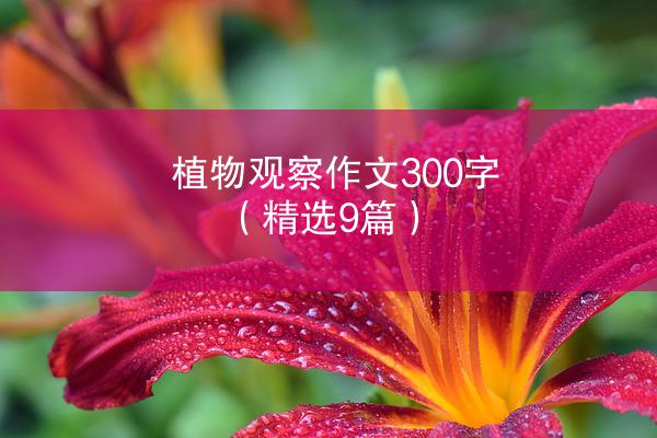 植物观察作文300字（精选9篇）